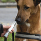 Illustration for article titled Dogs can reliably sniff out lung cancer, German study shows
